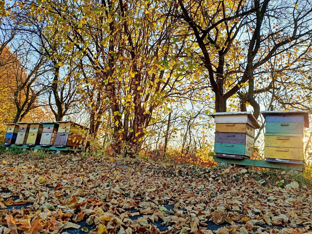 Kolorowe ule w jesiennej pasiece, otoczone liśćmi i drzewami. Tradycyjna polska pasieka przy lesie – naturalna produkcja miodu.