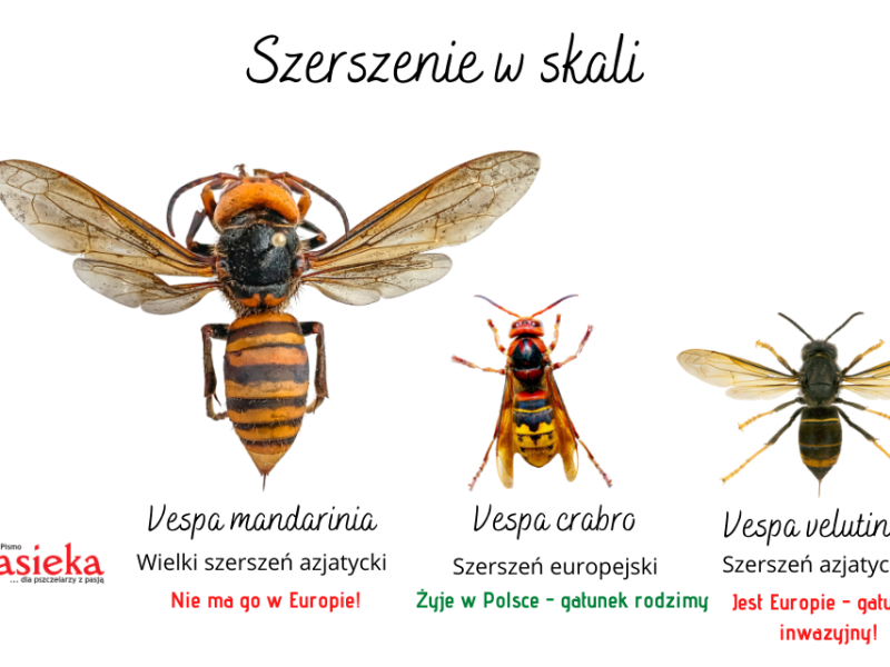 Szerszeń azjatycki coraz&nbsp;bliżej…